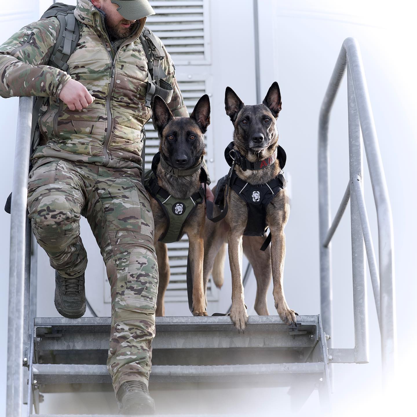 Correas – Dog Ranger